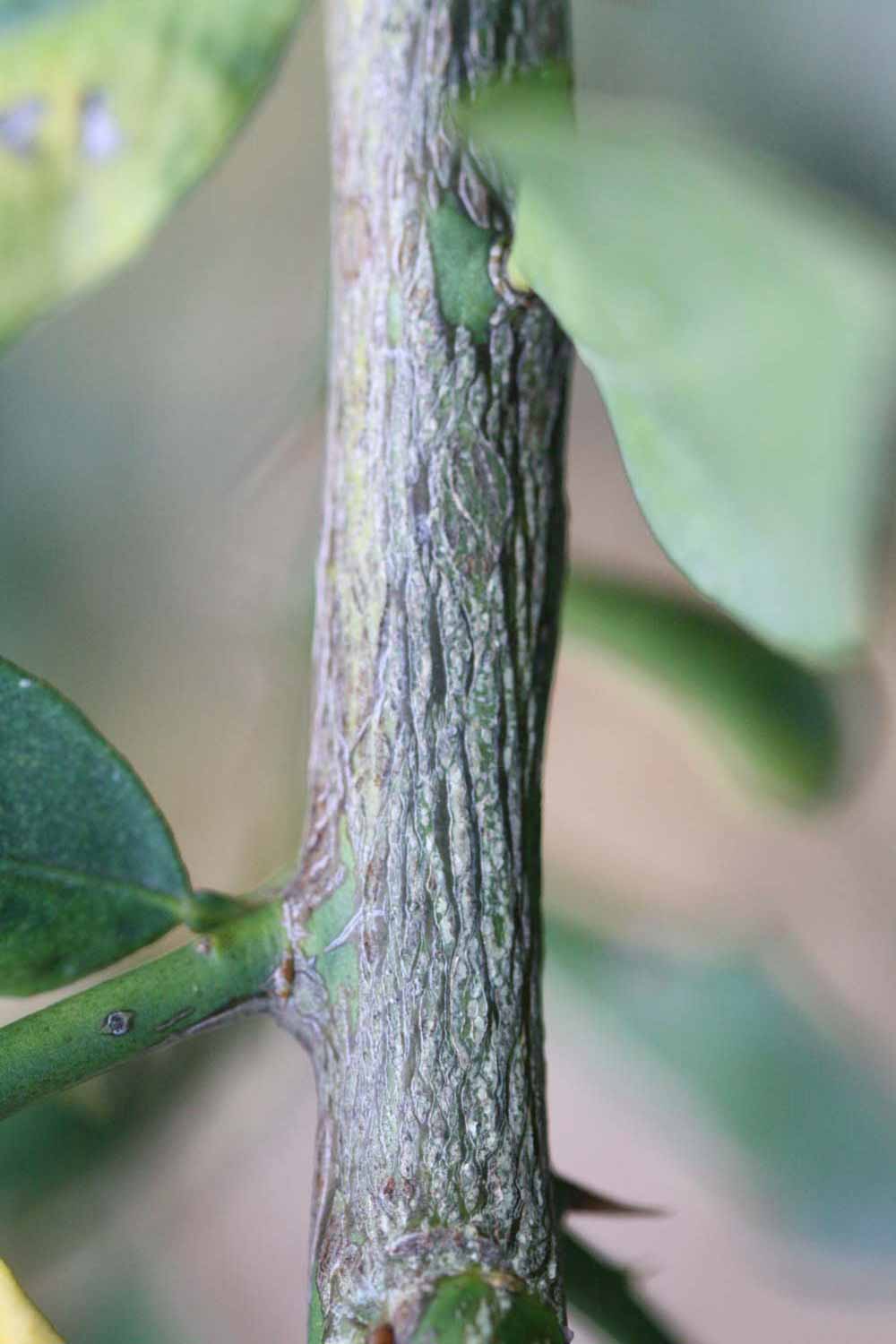            Second - third year twig (Stow #7, Riverside, CA)   